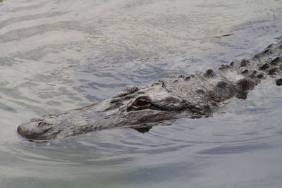 High angle view of duck swimming in lake