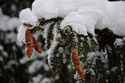 Close-up of snow covered pine tree