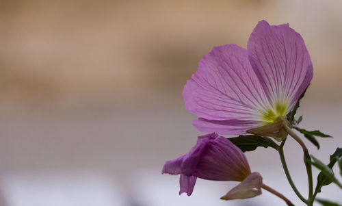 Close-up of flower blooming outdoors