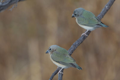 Close-up of birds perching on branch
