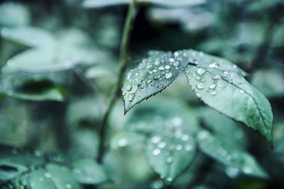 Close-up of raindrops on leaf