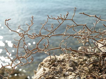 Close-up of branches against sea