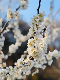 Close-up of white cherry blossoms in spring