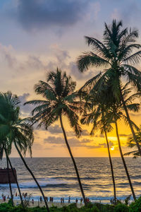 Palm trees on beach against sky during sunset