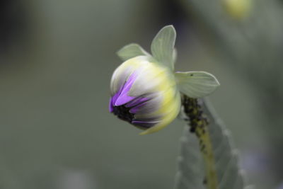 Close-up of purple flower