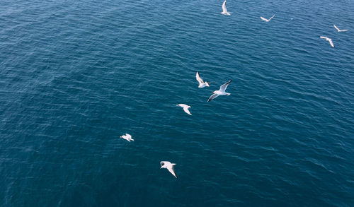 High angle view of seagulls flying over sea