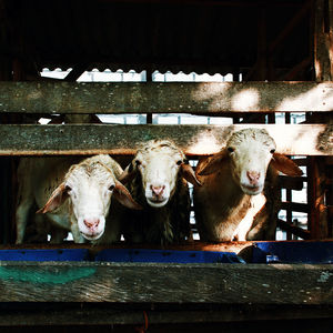 Portrait of cow in stable