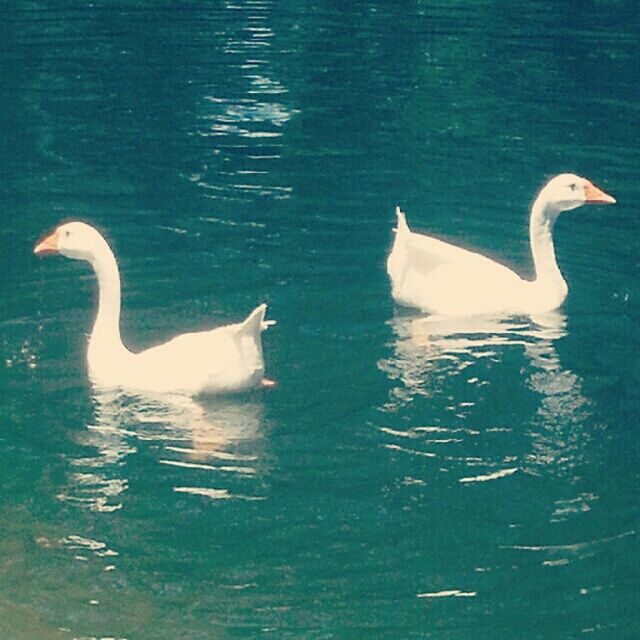 animal themes, bird, water, animals in the wild, wildlife, swimming, lake, swan, waterfront, rippled, white color, two animals, nature, reflection, water bird, floating on water, zoology, togetherness, high angle view, beauty in nature