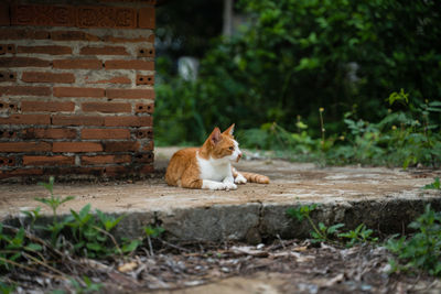 Cat sitting on wall