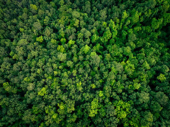 Aerial top view of green trees in forest. drone view of dense green tree captures co2. green tree