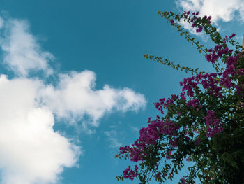 Low angle view of flowering plant against blue sky