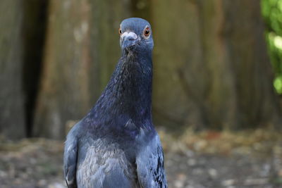 Close-up of pigeon looking away