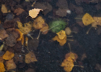 High angle view of maple leaves during autumn