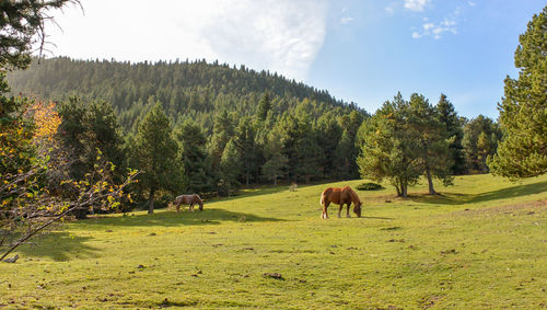 Horse grazing on field against sky