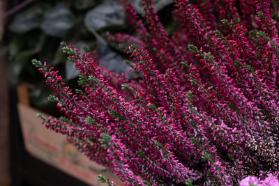 Close-up of pink flowering plant