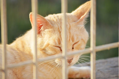 Close-up of cat