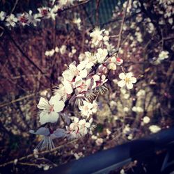 Close-up of white cherry blossom tree