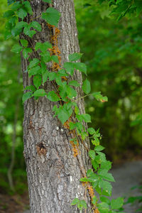 Close-up of ivy growing on tree trunk in forest