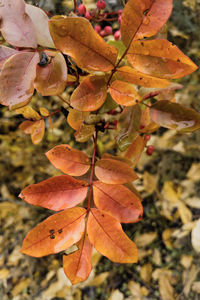 Close-up of maple leaves on tree