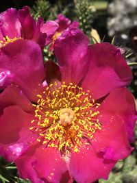 Close-up of pink flower