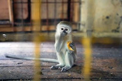 Meerkat sitting outdoors