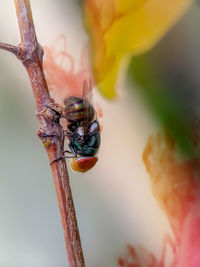 Close-up of insect on leaf