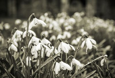 Close-up of wet snowdrop flowers blooming at park