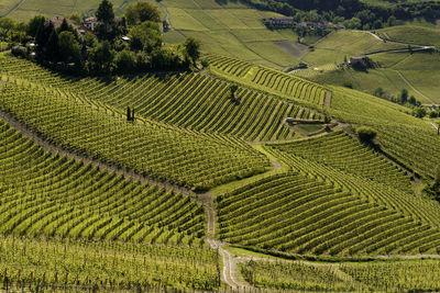 Scenic view of agricultural field