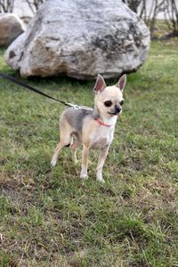 Portrait of a dog on field