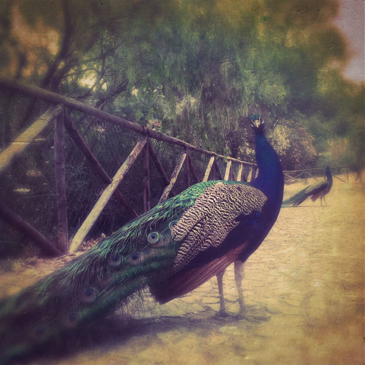 animal themes, animals in the wild, one animal, wildlife, bird, animals in captivity, nature, focus on foreground, perching, close-up, no people, outdoors, day, two animals, mammal, selective focus, zoo, side view, animal wildlife, sunlight