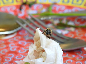 Close-up of bee pollinating on flower