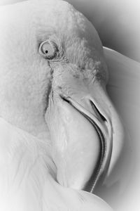 Close-up of bird resting on bed