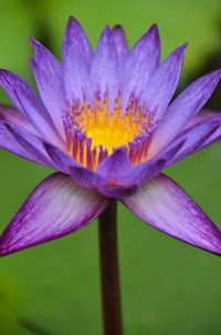 Close-up of purple lotus blooming outdoors