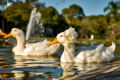 Ducks swimming in lake