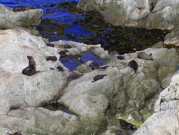 High angle view of rocks in sea