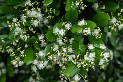 White flowers on plant