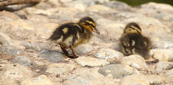 Close-up of young bird on rock