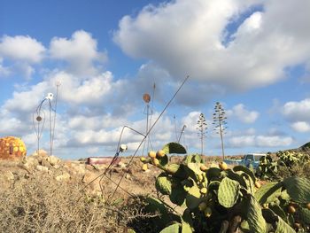 Plants growing on field against sky