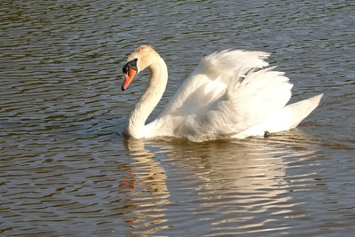 bird