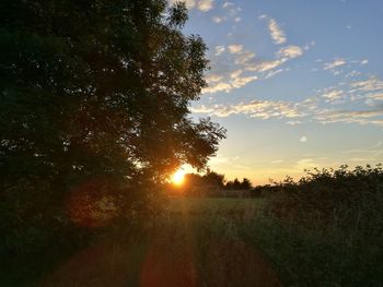 Sun shining through trees