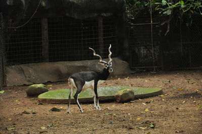 Deer by tree