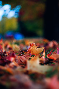 Close-up of maple leaves fallen on tree