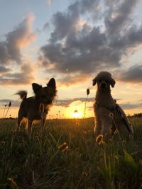 Dogs standing on grass against sky during sunset