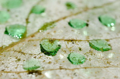 High angle view of leaf