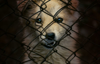 Close-up portrait of a dog in cage