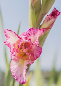 Close-up of pink flowers