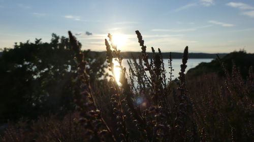 Plants against sky at sunset