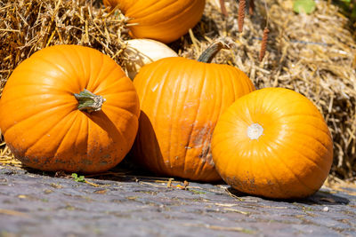 Close-up of pumpkins on field