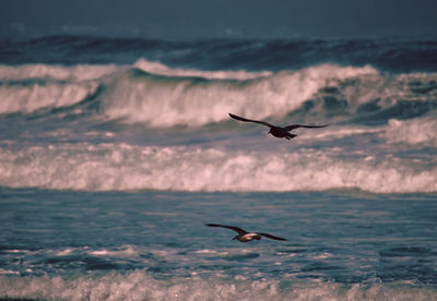 Seagull flying over sea