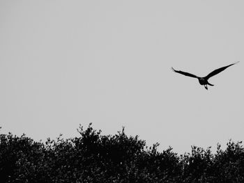 Low angle view of bird flying against clear sky